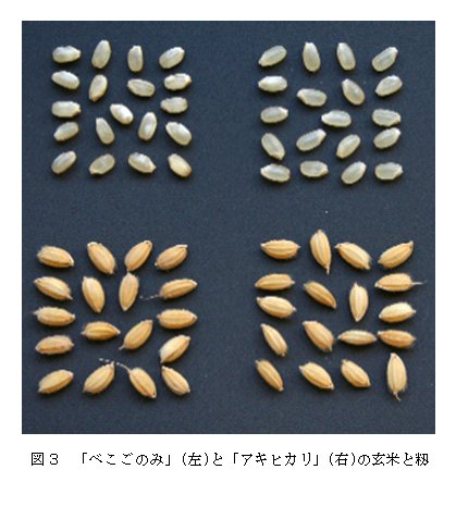 図3 「べこごのみ」(左)と「アキヒカリ」(右)の玄米と籾