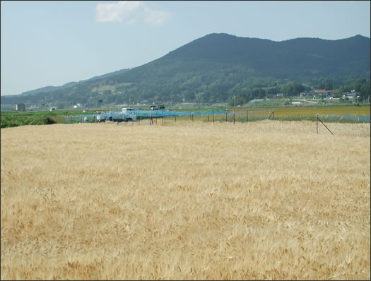 図1 岩手県一関市舞川地区における「小春二条」の栽培状況 (2007年6月18日撮影)