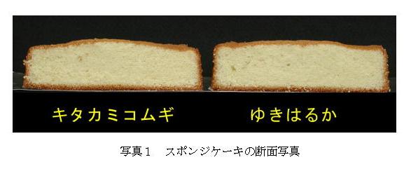 写真1 スポンジケーキの断面写真