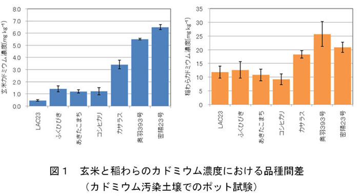 図1.玄米と稲わらのカドミウム濃度における品種間差