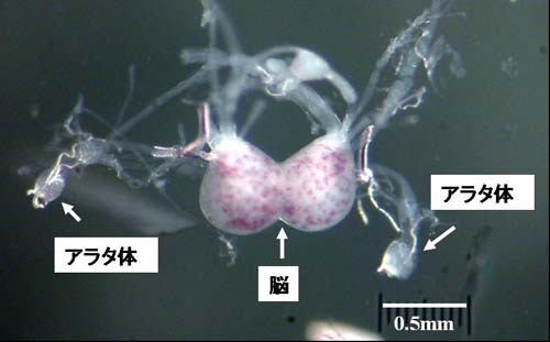 参考図1 カイコ終齢幼虫の脳とアラタ体