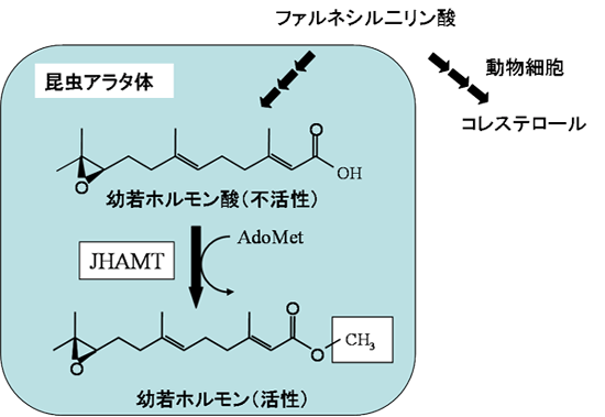 参考図2 幼若ホルモン(JH)の構造とJH合成経路