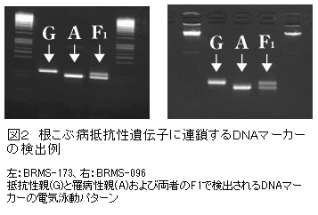 図2 根こぶ病抵抗性遺伝子に連鎖するDNAマーカーの検出例