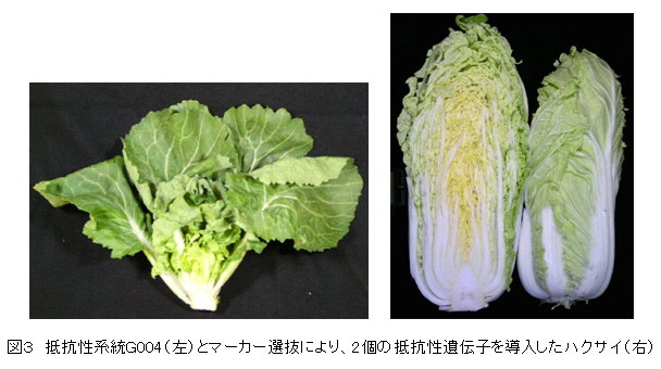 図3 抵抗性系統G004(左)とマーカー選抜により、2個の抵抗性遺伝子を導入したハクサイ(右)