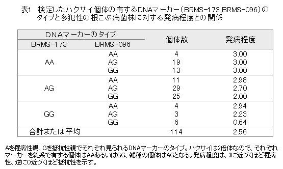 表1 検定したハクサイ個体の有するDNAマーカー(BRMS-173,BRMS-096)のタイプと多犯性の根こぶ病菌株に対する発病程度との関係