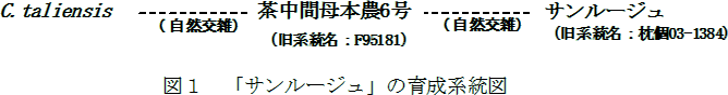 図1 「サンルージュ」の育成系統図