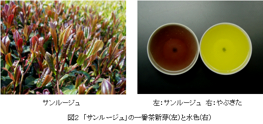 図2 「サンルージュ」の一番茶新芽(左)と水色(右)