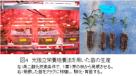 図4 光独立栄養培養法を用いた苗の生産