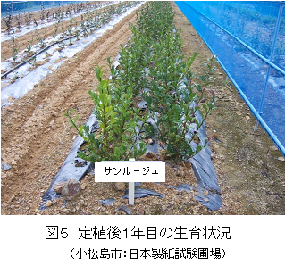 図5 定植後1年目の生育状況