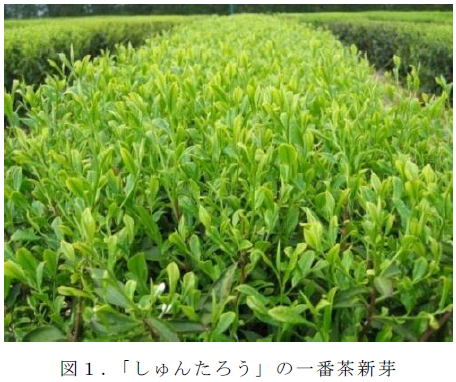 図1.「しゅんたろう」の一番茶新芽