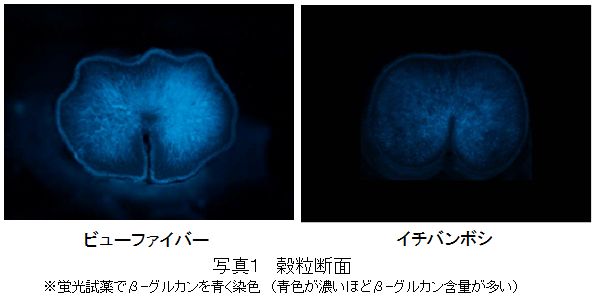 写真1穀粒断面