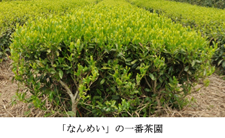 「なんめい」の一番茶園