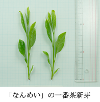 「なんめい」の一番茶新芽