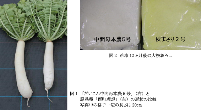 図1「だいこん中間母本農5号」(右)と原品種「西町理想」(左)の形状の比較写真中の格子一辺の長さは20cm図2冷凍12ヶ月後の大根おろし左中間母本農5号右秋まさり2号