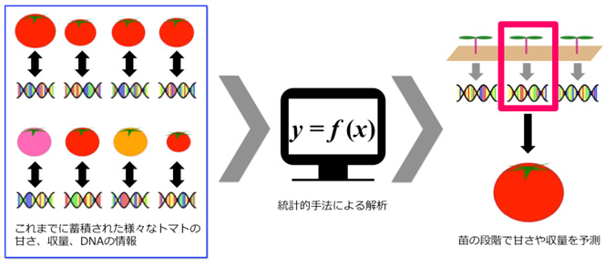 DNA情報に基づくトマトの甘さや収量の予測