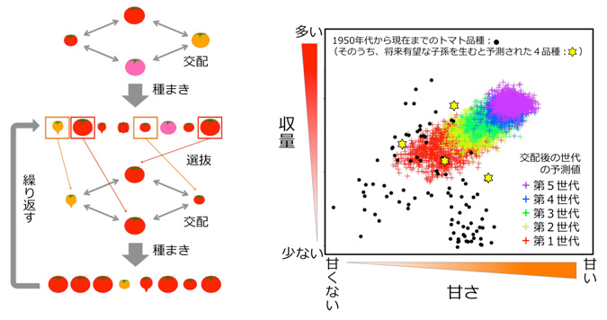 甘くて収量も多いトマトを育成するコンピューターシミュレーション