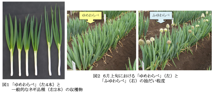 図1 「ゆめわらべ」(左4本)と一般的なネギ品種(右2本)の収穫物・図2 6月上旬における「ゆめわらべ」(左)と「ふゆわらべ」(右)の抽だい程度