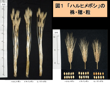 図1「ハルヒメボシ」株、穂、粒