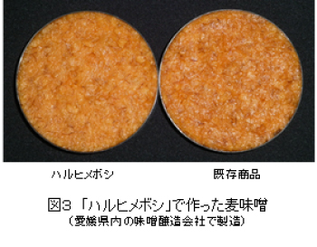 図3「ハルヒメボシ」で作った麦味噌