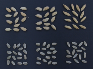写真2.「ふくのこ」の籾および玄米