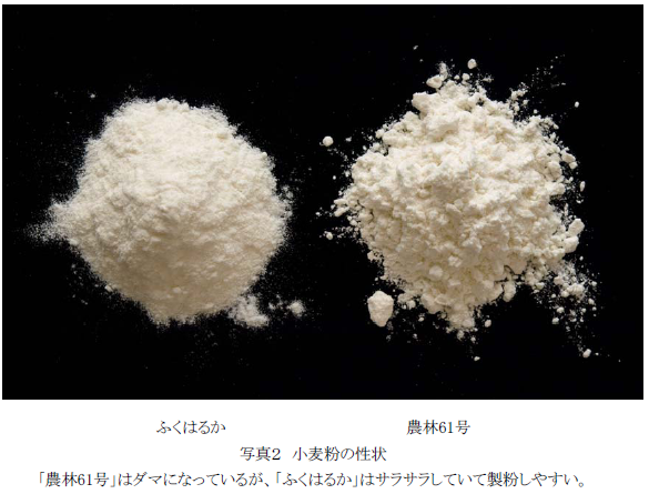 写真2 小麦粉の性状「農林61号」はダマになっているが、「ふくはるか」はサラサラしていて製粉しやすい。