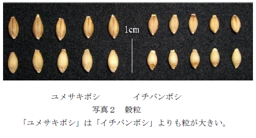 写真2 穀粒 「ユメサキボシ」は「イチバンボシ」よりも粒が大きい。