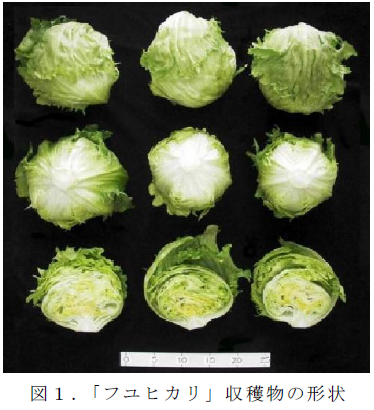 図1.「フユヒカリ」収穫物の形状