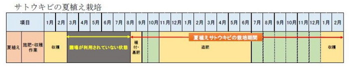 サトウキビの夏植え栽培