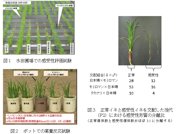 図1 水田補場での感受性評価試験 図2 ポットでの薬量反応試験 図3 正常イネと感受性イネを交配した後代(F2)における感受性形質の分離比