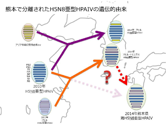 熊本で分離されたH5N8亜型HPAIVの遺伝的由来