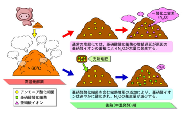 図1.一酸化二窒素ガスの発生を抑える豚ぷん堆肥化処理の概略図