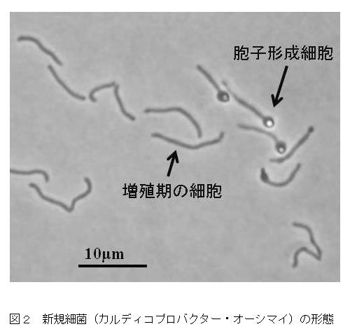 図2 新規細菌(カルディコプロバクター・オーシマイ)の形態