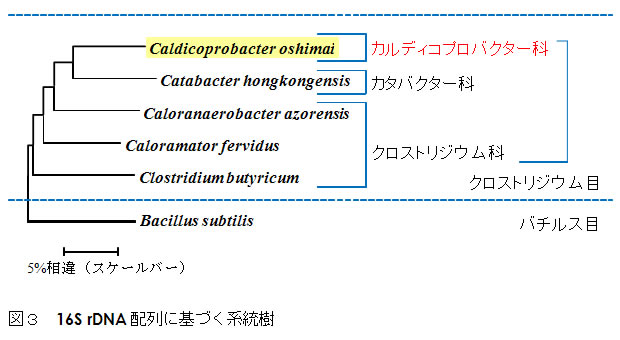 図3 16S rDNA配列に基づく系統樹