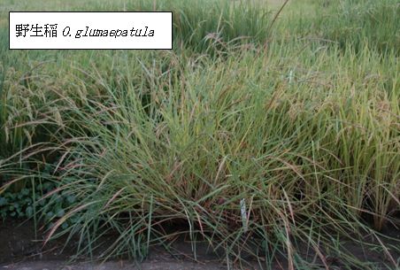 図1a.野生稲 O.glumaepatulaの草型