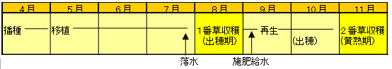 ルリアオバの2回刈り栽培歴(5月植えの例)