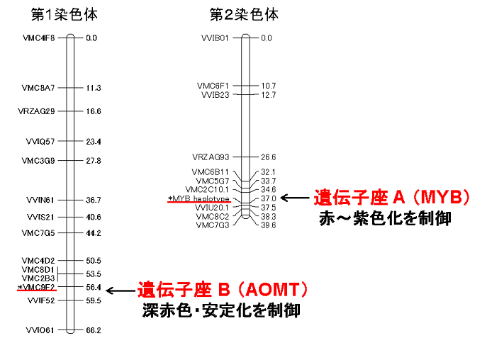 図1 QTL解析による果皮の色調に関連する遺伝子座の検出