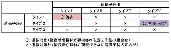 表 遺伝子座A、遺伝子座Bの遺伝子型を利用した優良着色品種の選抜イメージ