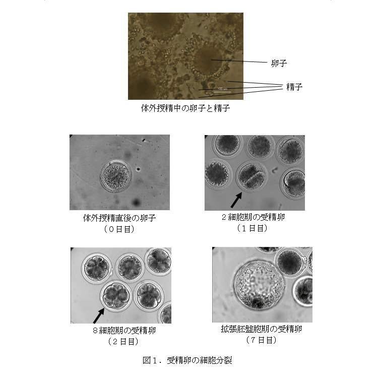 図1