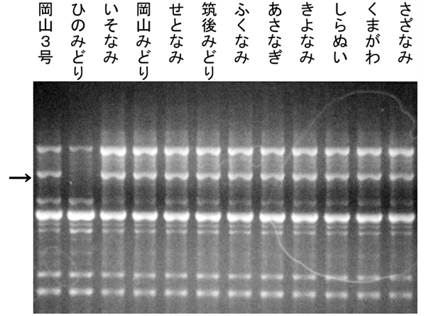 第1図 RAPD法による「ひのみどり」を識別するDNAマーカー