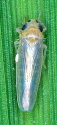 写真1 フタテンチビヨコバイの成虫(体長約3mm)