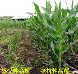 写真3 飼料用トウモロコシ畑における被害状況