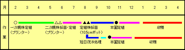 図1 沖縄県におけるイチゴ栽培の作業体系