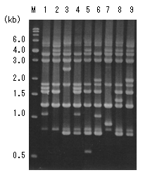 図1 新しく開発したDNA情報に基づいたいもち病菌の簡易個体識別法で検出される遺伝的多様性(フィンガープリントパターン)