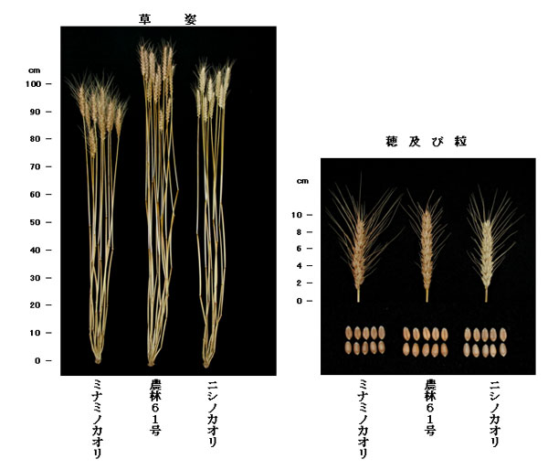 小麦種類の比較写真