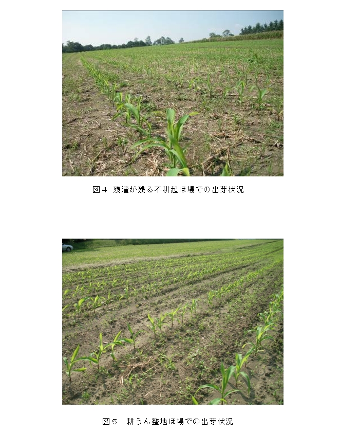 図4 残渣が残る不耕起ほ場での出芽状況、図5 耕うん整地ほ場での出芽状況