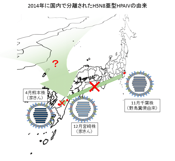 2014年に国内で分離されたH5N8亜型HPAIVの由来