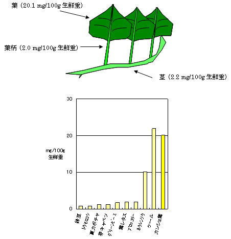 図1 ルテイン含量はカンショ葉とケールに多い