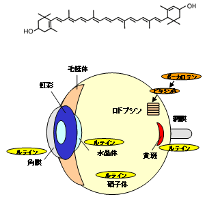 図3 ルテインの化学構造と眼における存在部位