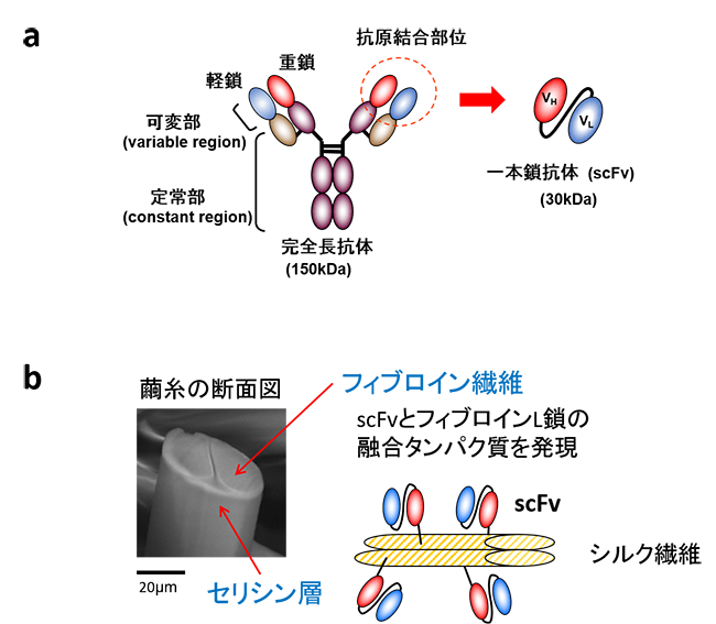 図1.フィブロインと一本鎖抗体の融合タンパク質からなるアフィニティーシルク