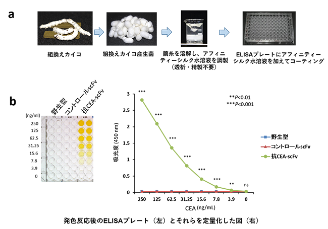 図2.組換えカイコ産生繭からアフィニティーシルク水溶液を調製する方法およびELISAによる抗原特異的な結合活性の評価